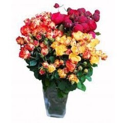 Įvairių spalvų šakelinės rožės, 11 vnt kaina ir informacija | Gyvos gėlės | pigu.lt