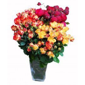 Įvairių spalvų šakelinės rožės, 11 vnt цена и информация | Gyvos gėlės | pigu.lt