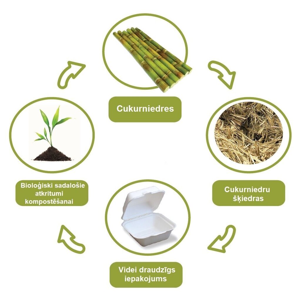 Biologiškai suyranti cukranendrių pluošto dėžutė 150 vnt. цена и информация | Vienkartiniai indai šventėms | pigu.lt