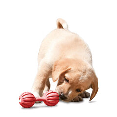 Guminis kaulas skanėstams dėti PetSafe Busy Buddy Puppy Waggle kaina ir informacija | Žaislai šunims | pigu.lt