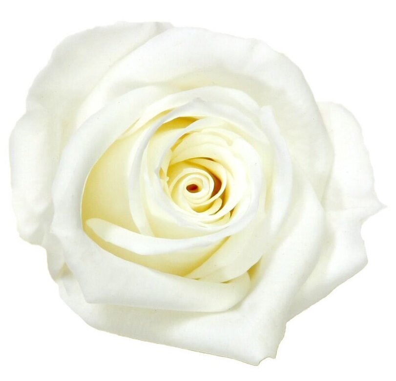 Stabilizuotos Mini rožės 12 vnt., baltos цена и информация | Miegančios rožės, stabilizuoti augalai | pigu.lt