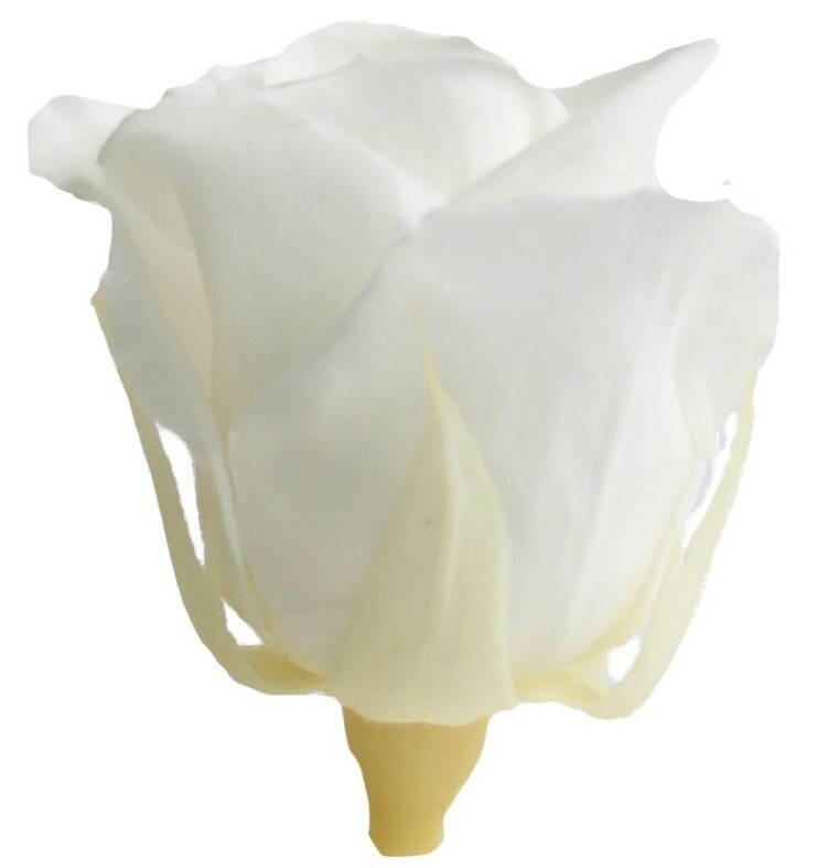Stabilizuotos Mini rožės 12 vnt., baltos цена и информация | Miegančios rožės, stabilizuoti augalai | pigu.lt