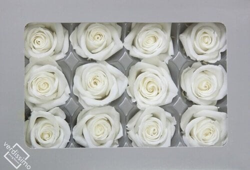 Stabilizuotos Mini rožės 12 vnt., baltos kaina ir informacija | Miegančios rožės, stabilizuoti augalai | pigu.lt