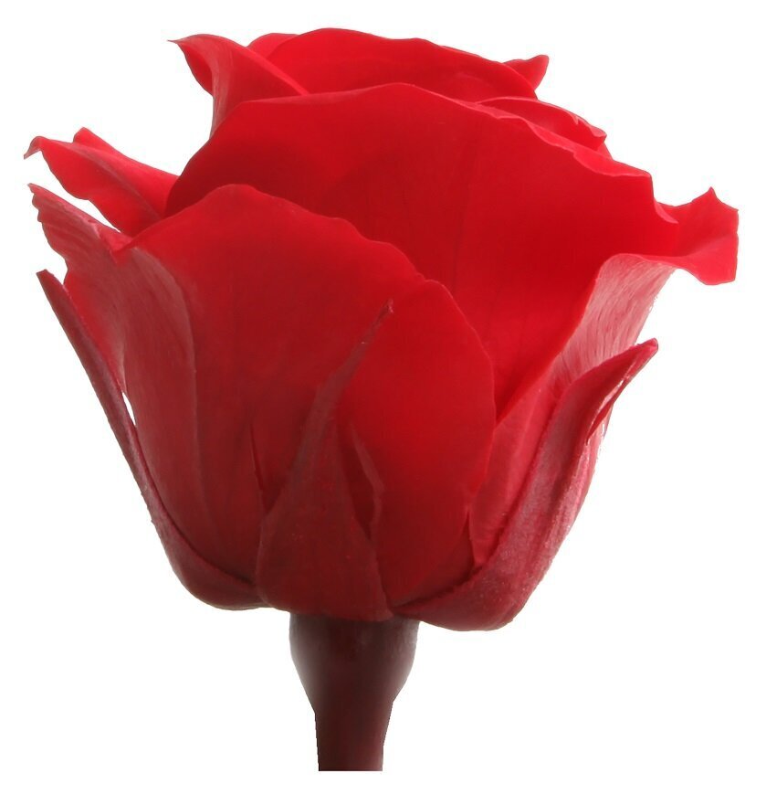 Stabilizuotos Mini rožės 12 vnt., raudona kaina ir informacija | Miegančios rožės, stabilizuoti augalai | pigu.lt