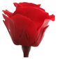 Stabilizuotos Mini rožės 12 vnt., raudona kaina ir informacija | Miegančios rožės, stabilizuoti augalai | pigu.lt