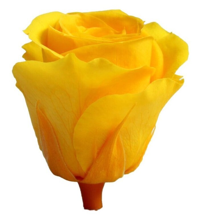 Stabilizuotos Mini rožės 12 vnt., geltona цена и информация | Miegančios rožės, stabilizuoti augalai | pigu.lt