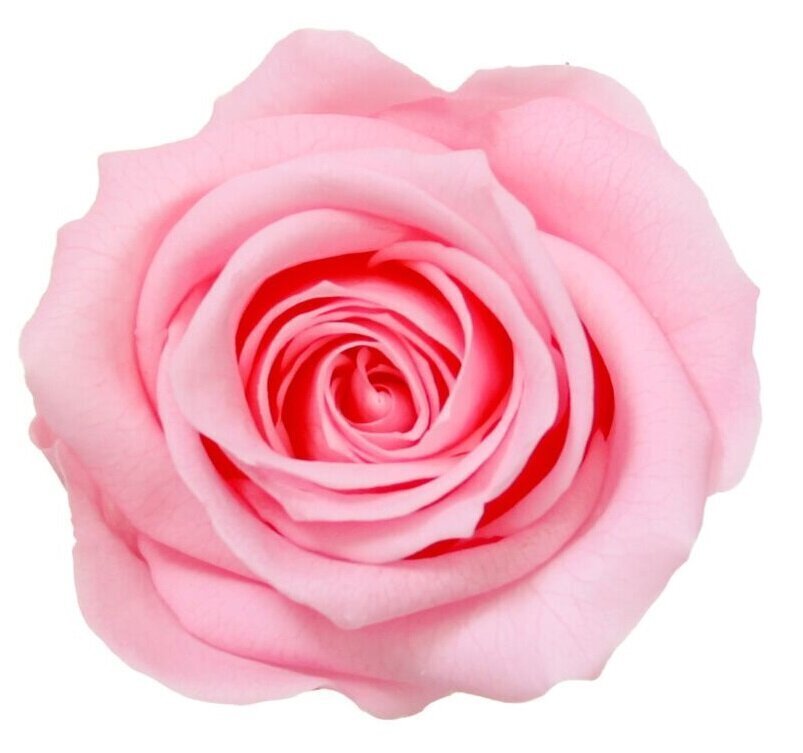 Stabilizuotos Mini rožės 12 vnt., rožinė kaina ir informacija | Miegančios rožės, stabilizuoti augalai | pigu.lt