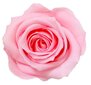 Stabilizuotos Mini rožės 12 vnt., rožinė цена и информация | Miegančios rožės, stabilizuoti augalai | pigu.lt