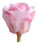 Stabilizuotos Mini rožės 12 vnt., rožinė kaina ir informacija | Miegančios rožės, stabilizuoti augalai | pigu.lt