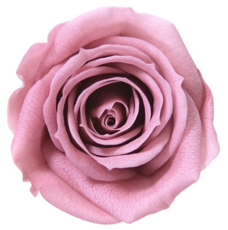 Stabilizuotos Mini rožės 12 vnt., cherry blossom цена и информация | Miegančios rožės, stabilizuoti augalai | pigu.lt