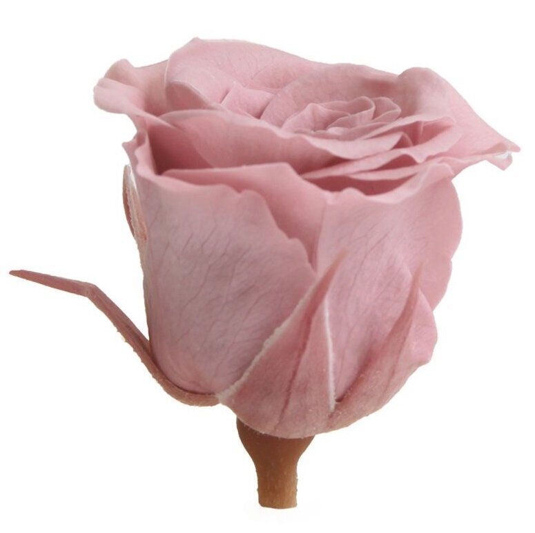 Stabilizuotos Mini rožės 12 vnt., cherry blossom kaina ir informacija | Miegančios rožės, stabilizuoti augalai | pigu.lt