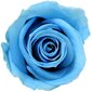 Stabilizuotos Mini rožės 12 vnt., šviesiai mėlyna цена и информация | Miegančios rožės, stabilizuoti augalai | pigu.lt