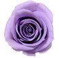 Stabilizuotos Mini rožės 12 vnt., alyvinė kaina ir informacija | Miegančios rožės, stabilizuoti augalai | pigu.lt