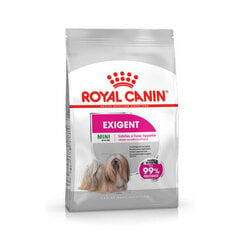 Royal Canin CCN Mini Exigent, 3 kg kaina ir informacija | Sausas maistas šunims | pigu.lt