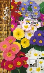 Pavasarinės raktažolės Colossea kaina ir informacija | Gėlių sėklos | pigu.lt
