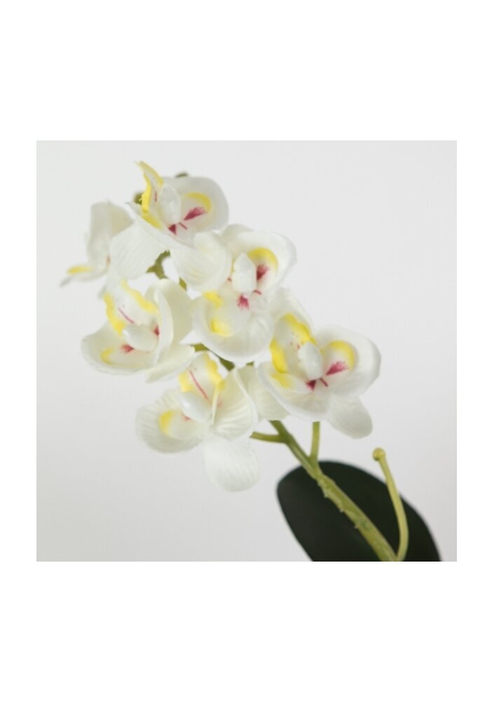 Dirbtinė gėlė orchidėjų šaka kaina ir informacija | Dirbtinės gėlės | pigu.lt