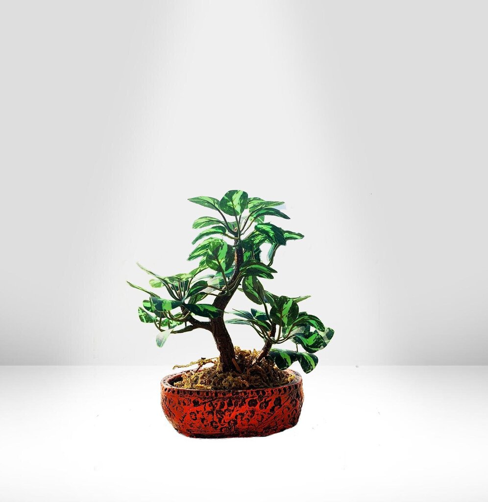 Dekoratyvinis medis Bonsai moliniame puode GP Trust kaina ir informacija | Sodo dekoracijos | pigu.lt