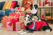 Amiplay megztinis šuniui Bergen Navy Blue, 34 cm kaina ir informacija | Drabužiai šunims | pigu.lt