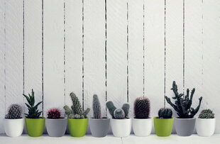 Керамический горшок Cactus, круглый, белый, 7 х 6(А) см цена и информация | Вазоны | pigu.lt