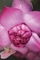 Kūno ir veido odos aliejus Khadi Pink Lotus Beauty Elixir, 100 ml цена и информация | Kūno kremai, losjonai | pigu.lt