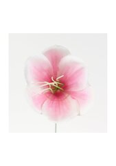 Dirbtinis magnolijos žiedas, 10 vnt. kaina ir informacija | Dirbtinės gėlės | pigu.lt