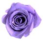 Stabilizuotos Princess rožytės 16 vnt., alyvinė kaina ir informacija | Miegančios rožės, stabilizuoti augalai | pigu.lt