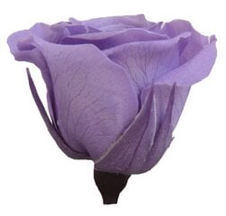 Стабилизированные Princess розы 16 шт., сиреневые цена и информация | Спящие стабилизированные розы, растения | pigu.lt