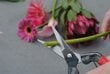 Gėlių žirklės Okatsune, ilgais ašmenimis, minkštiems stiebams kaina ir informacija | Sodo įrankiai | pigu.lt