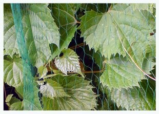 Apsauginis tinklas nuo paukščių BIRD NET, 2x10 m, 10 g/m2, žalias kaina ir informacija | Sodo įrankiai | pigu.lt