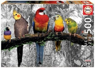Пазл с попугаями Educa Borras, 500 деталей цена и информация | Пазлы | pigu.lt