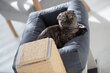 Guolis katėms Samana, antracitas kaina ir informacija | Guoliai, pagalvėlės | pigu.lt