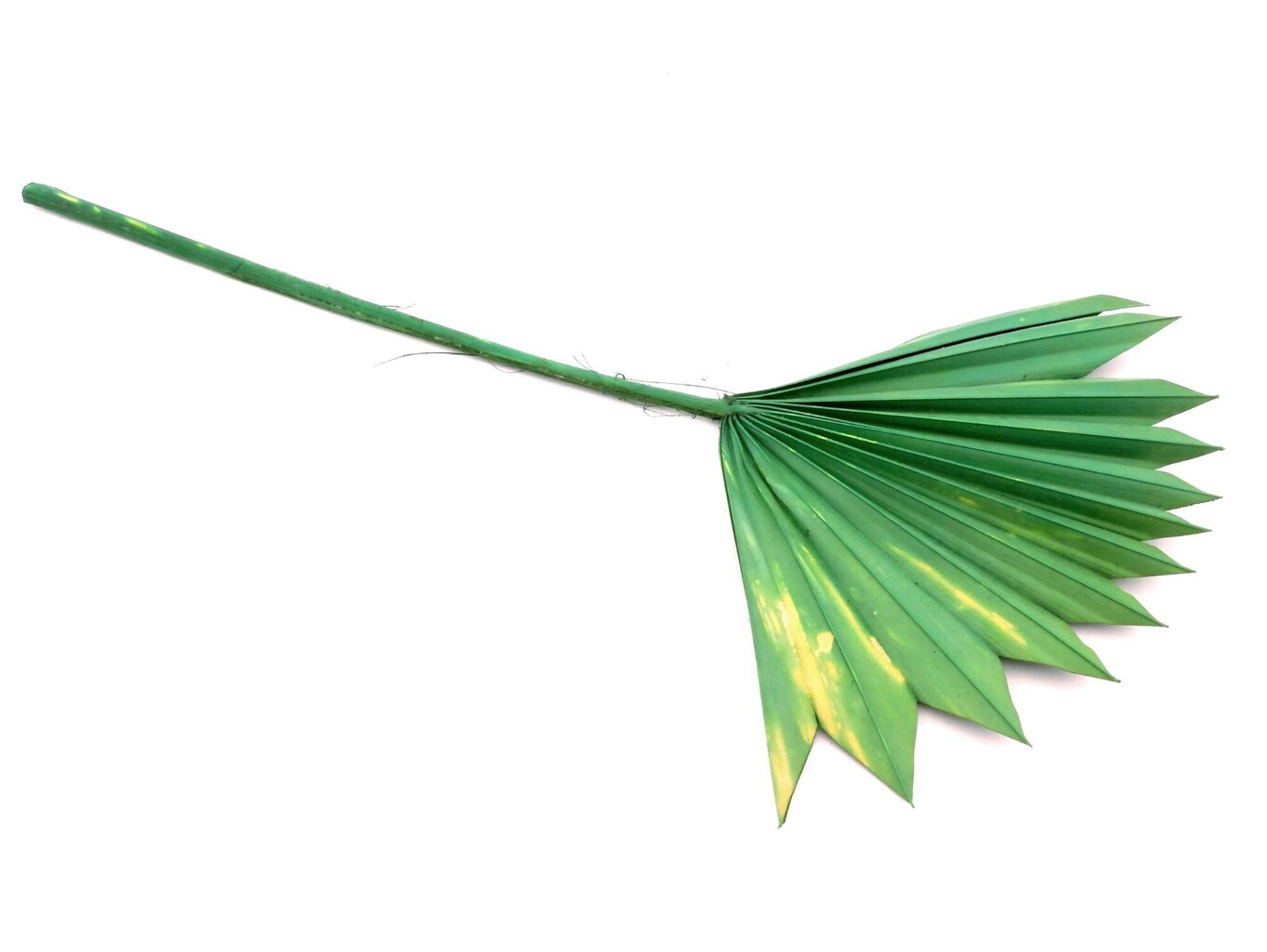 Dirbtinė palmės šakelė, žalia kaina ir informacija | Floristikos reikmenys | pigu.lt