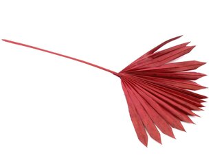 Dirbtinė palmės šakelė, raudona kaina ir informacija | Floristikos reikmenys | pigu.lt