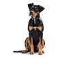 Hunter Swiss šuns antkaklis, juodas kaina ir informacija | Antkakliai, petnešos šunims | pigu.lt