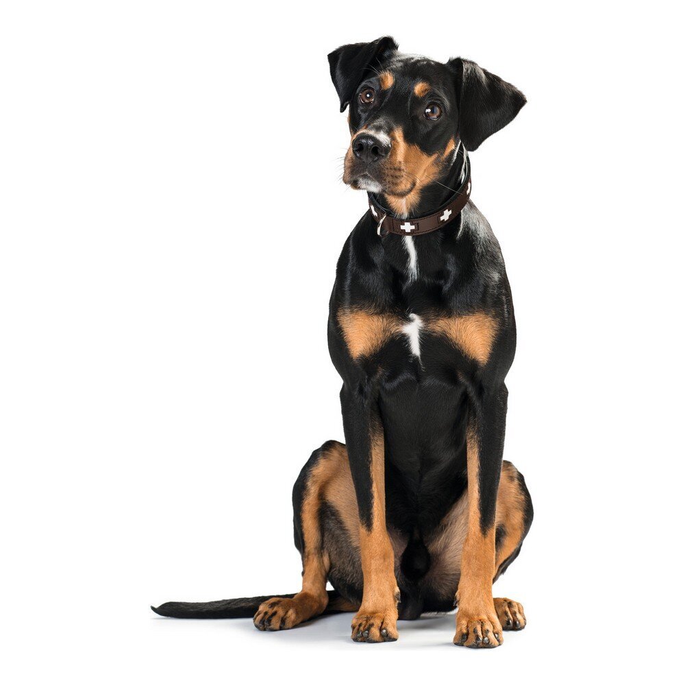 Hunter šuns antkaklis, 47-54 cm kaina ir informacija | Antkakliai, petnešos šunims | pigu.lt