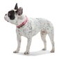 Šuns antkaklis Hunter Convenience Comfort, Rožinė kaina ir informacija | Antkakliai, petnešos šunims | pigu.lt