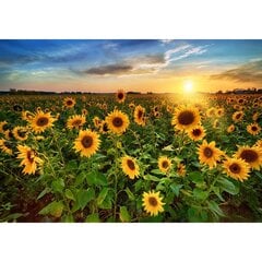 Fototapetai - Vakaras tarp saulėgrąžų цена и информация | Фотообои | pigu.lt