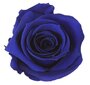 Stabilizuotos rožės Mini цена и информация | Miegančios rožės, stabilizuoti augalai | pigu.lt
