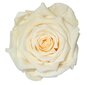 Stabilizuota rožė Amorosa Premium, vanilinė kaina ir informacija | Miegančios rožės, stabilizuoti augalai | pigu.lt
