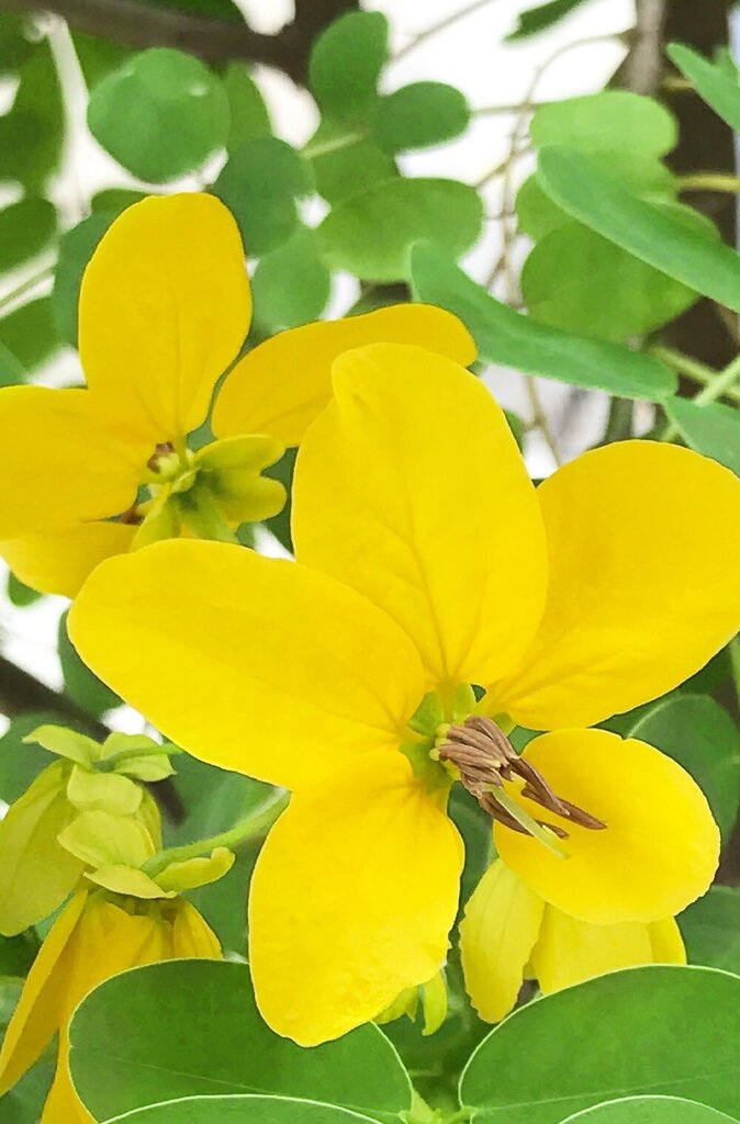 Augaliniai bespalviai plaukų dažai - kondicionierius SENNA/CASSIA, Khadi Naturprodukte, 100g цена и информация | Plaukų dažai | pigu.lt