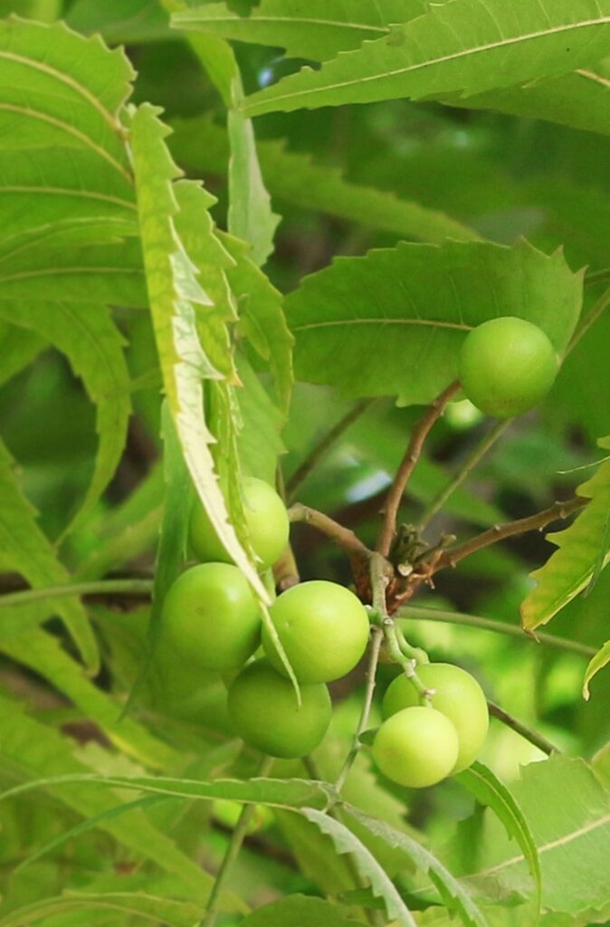 Ajurvedinis šampūnas nuo pleiskanų NEEM Balance Elixir, Khadi, 200 ml kaina ir informacija | Šampūnai | pigu.lt