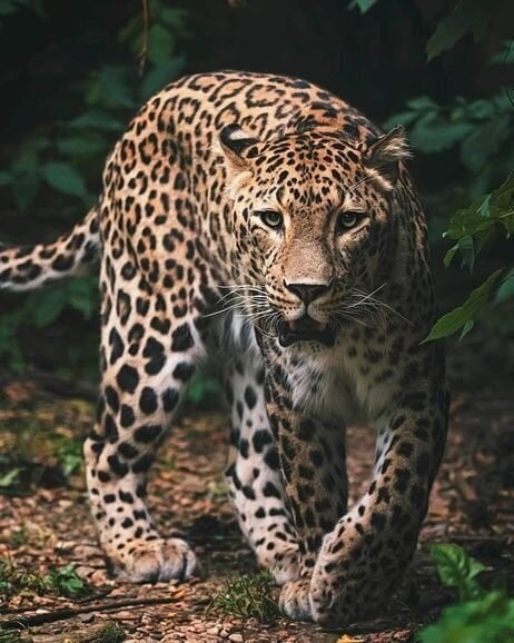 Pledas Leopardas 120 x 150 cm kaina ir informacija | Lovatiesės ir pledai | pigu.lt