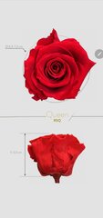 Stabilizuotos rožės , raudonos kaina ir informacija | Miegančios rožės, stabilizuoti augalai | pigu.lt