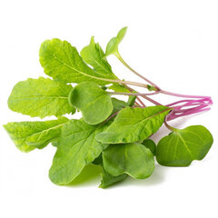 Click & Grow SSGR87X3 kaina ir informacija | Daigyklos, lempos augalams | pigu.lt