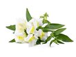 Click & Grow SGR78X3 цена и информация | Daigyklos, lempos augalams | pigu.lt