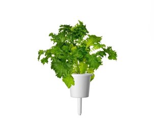 Click & Grow Smart Refill Горчица Wasabi 3 шт. цена и информация | Проращиватели, лампы для растений | pigu.lt