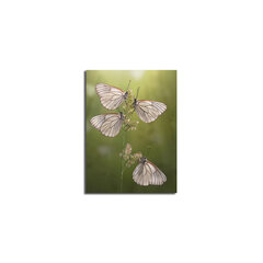 Репродукция Бабочки цена и информация | Репродукции, картины | pigu.lt