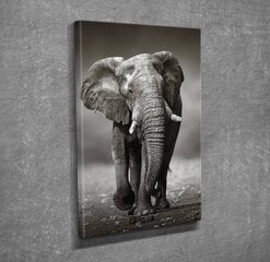 Репродукция на холсте Слон цена и информация | Репродукции, картины | pigu.lt