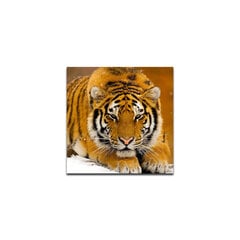 Reprodukcija Tigras kaina ir informacija | Reprodukcijos, paveikslai | pigu.lt