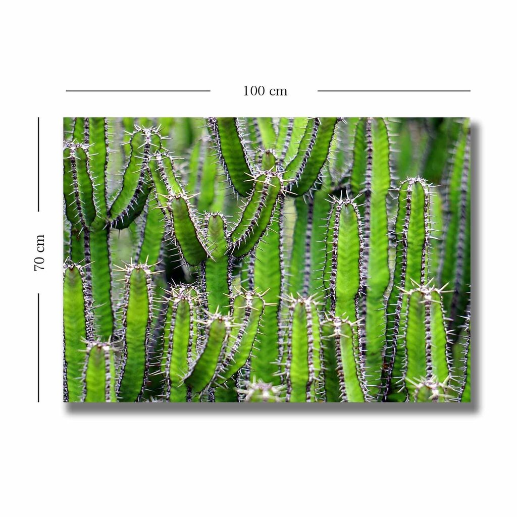 Reprodukcija Kaktusai kaina ir informacija | Reprodukcijos, paveikslai | pigu.lt